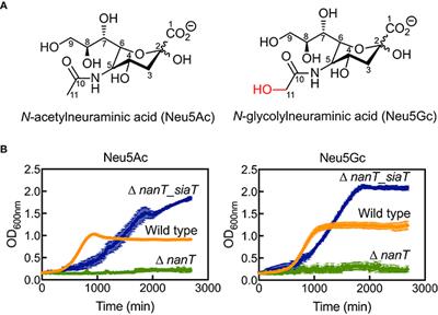 The Sodium Sialic Acid Symporter From Staphylococcus aureus Has Altered Substrate Specificity